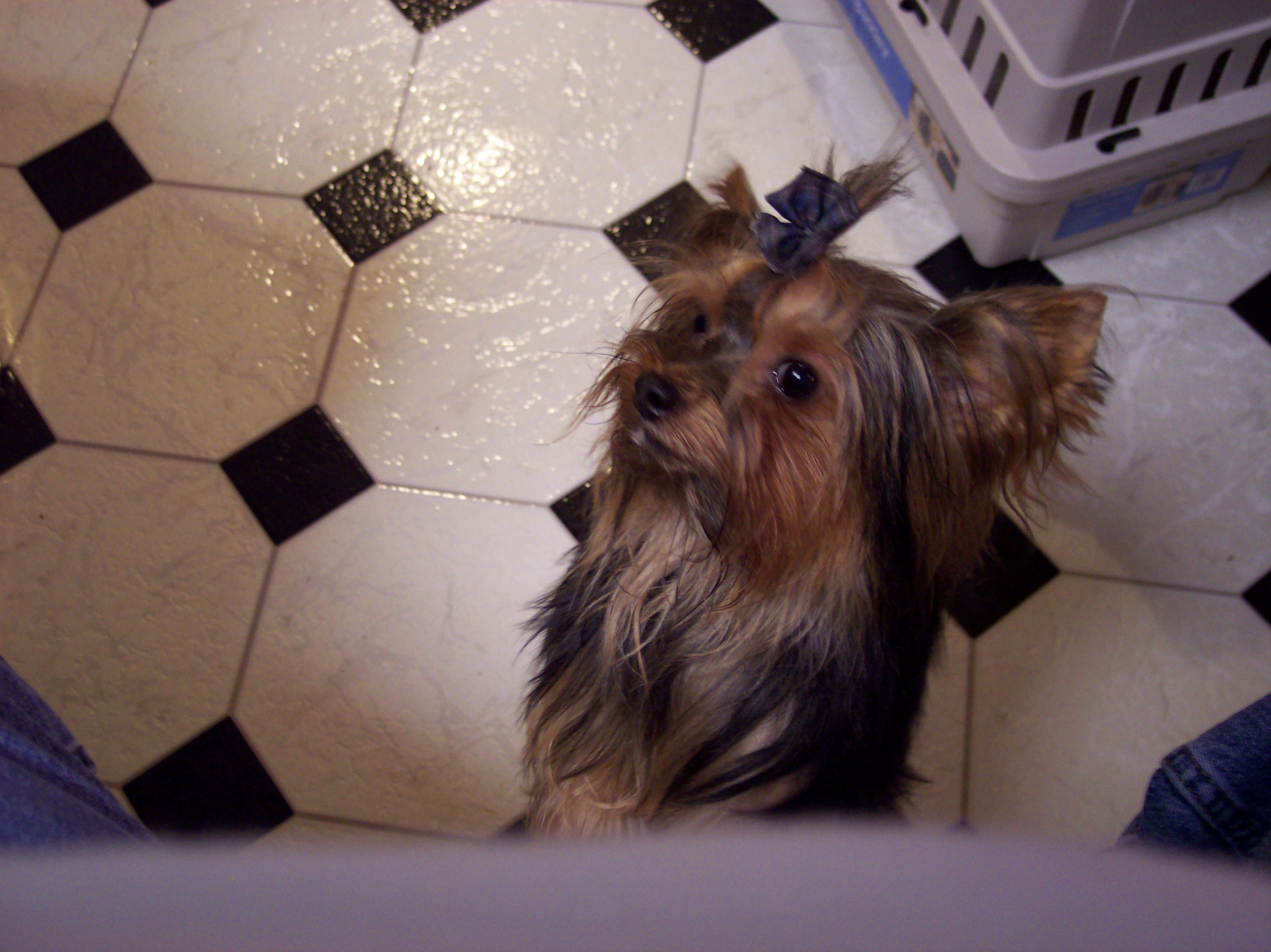 gizmo.jpg